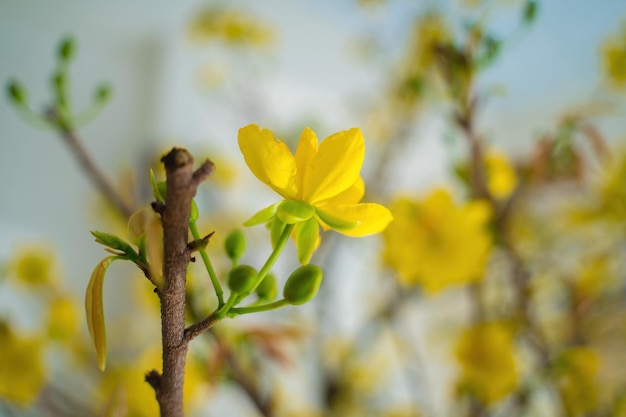 Ochna integerrima Hoa Mai tree with lucky money Traditional culture on Tet Holiday in Vietnam Ochna integerrima is symbol of Vietnamese traditional lunar New Year together with peach flower