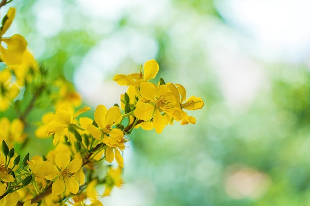 Ochna integerrima Hoa Mai tree with lucky money Traditional culture on Tet Holiday in Vietnam Ochna integerrima is symbol of Vietnamese traditional lunar New Year together with peach flower