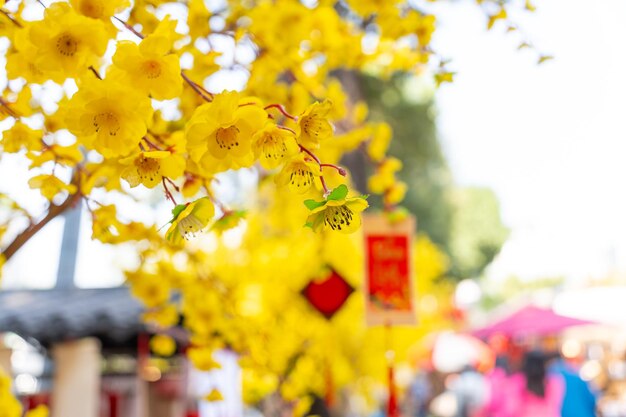 Ochna integerrima Hoa Mai tree with lucky money Traditional culture on Tet Holiday in Vietnam Text in photo mean Happy New Year and Peace