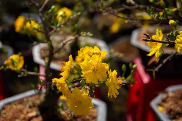 Ochna integerrima is symbol of Vietnamese traditional lunar New Year. Mai flower in Vietnamese