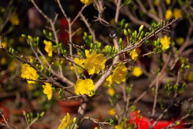 Ochna integerrima is symbol of Vietnamese traditional lunar New Year. Mai flower in Vietnamese