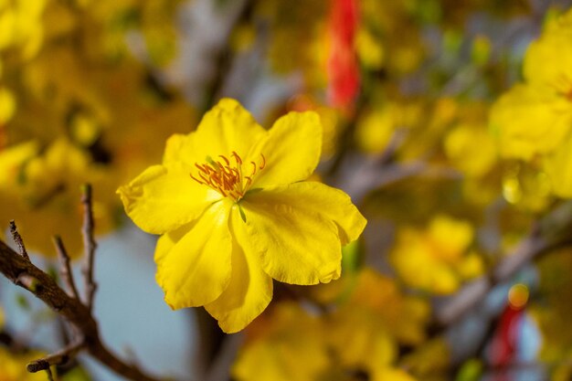 Photo ochnaceae popularly called yellow mai flower