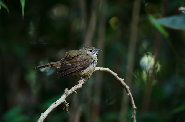 森林タイのオケガイ属Bulbul鳥（Alophoixus ochraceus）