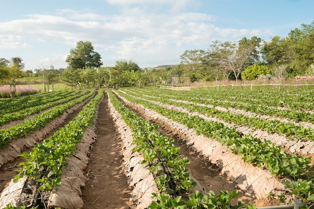 Ochtend bij mooie aardbeien boerderij