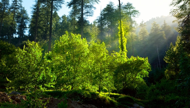 Ochtend bos met zonnestralen