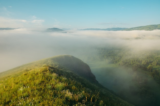 Ochtend dikke mist op de toppen van de heuvels. Loop tussen de melknevel. Dichtbij.