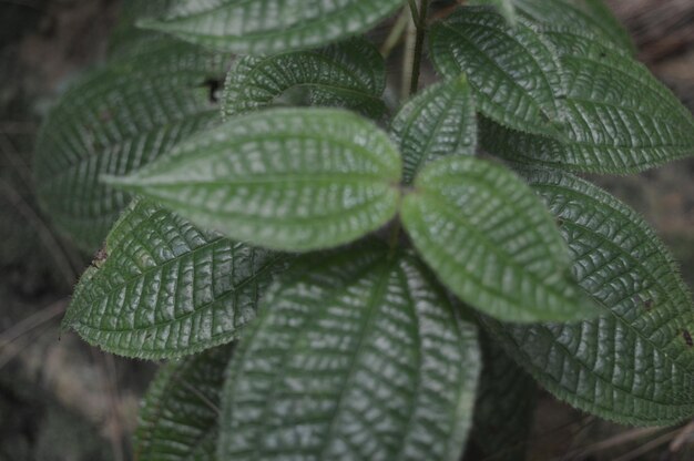 Ochtend groen blad achtergrond