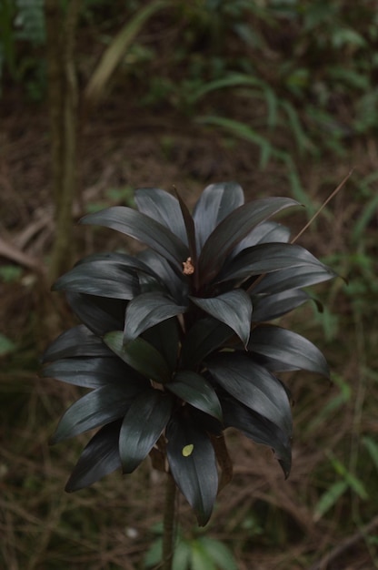 Ochtend groen blad achtergrond