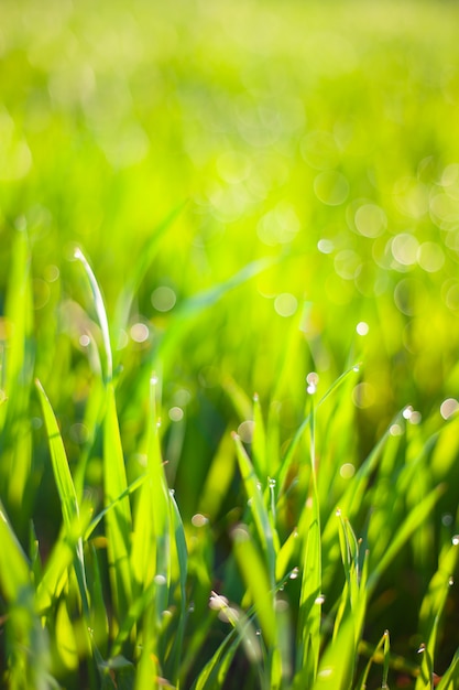 Ochtend groen gras in de zon met dauwdalingen en mooie bokehachtergrond.