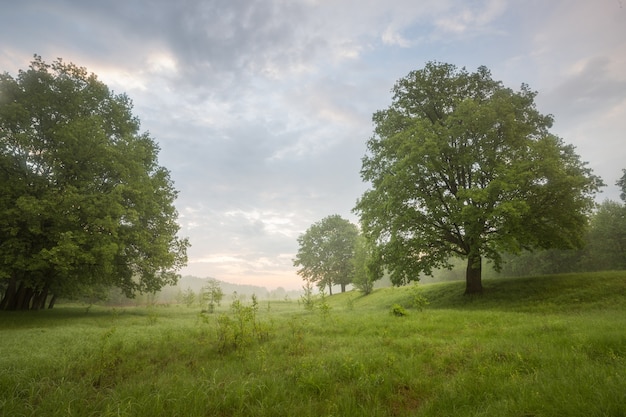 Ochtend in de natuur, groen bos, bomen