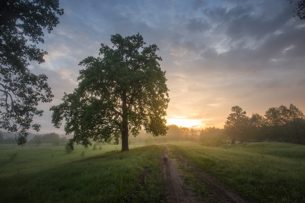 Ochtend in de natuur, groen bos, bomen