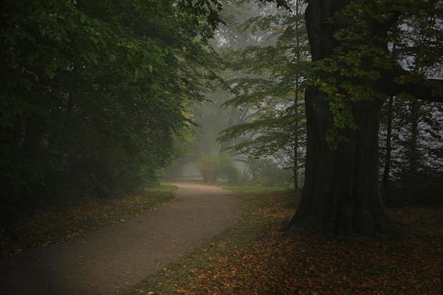 Ochtend in het bos