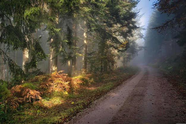 Ochtend in het bos