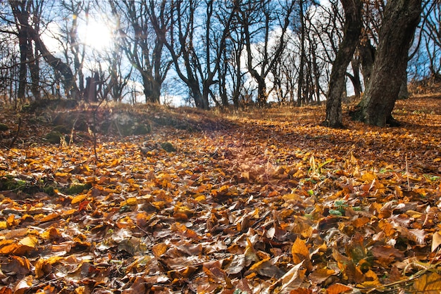 Ochtend in het herfstbos met grote eikenbomen