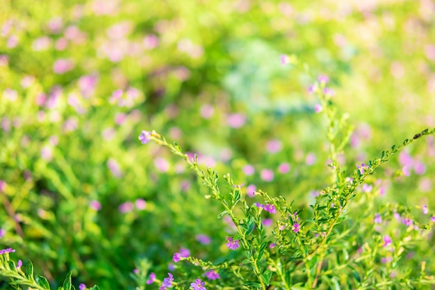 Ochtend licht voorjaar met False Heather bloemen