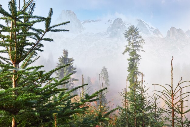 Ochtend mist kruipt met kladjes over herfst bergbos bedekt met bladgoud. Besneeuwde toppen van majestueuze bergen op de achtergrond