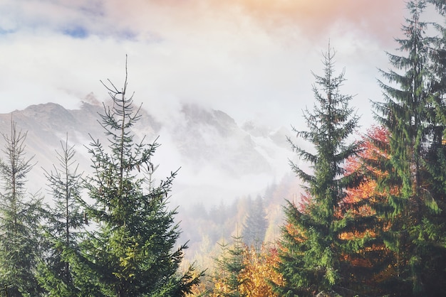 Ochtend mist kruipt met kladjes over herfst bergbos bedekt met bladgoud. Besneeuwde toppen van majestueuze bergen op de achtergrond