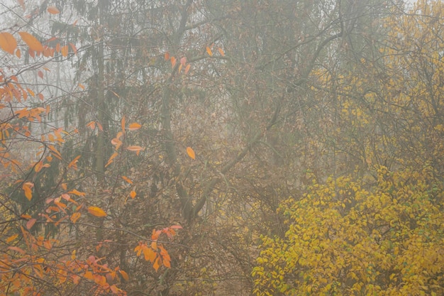 Ochtend mist. mist in het bos. herfstmist