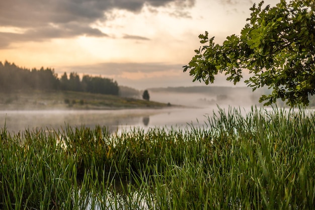 Ochtend mistig uitzicht op de rivier met eikenboom reedmace en selectieve focus met ondiepe scherptediepte in gedempte kleur