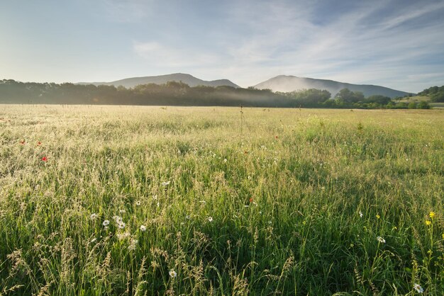 Ochtend natuur landschap