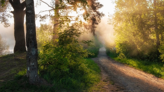 Ochtend onverharde weg door het zomerbos bedekt met mist en zonnestralen prachtig zomerlandschap