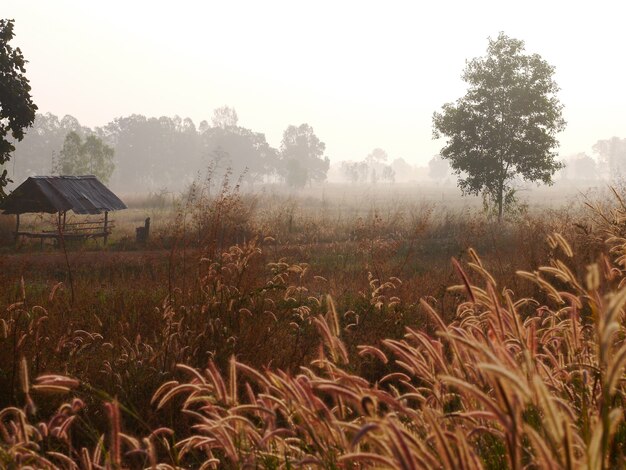 Ochtend op het platteland