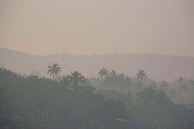 Ochtend regen jungle in de mist