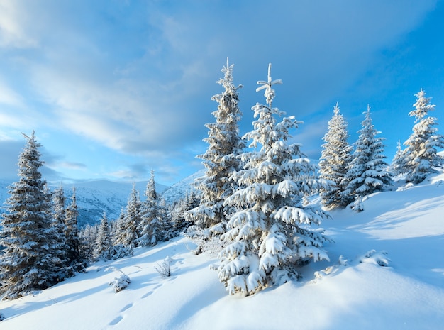 Ochtend winter berglandschap met sneeuw bedekte sparren vooraan.