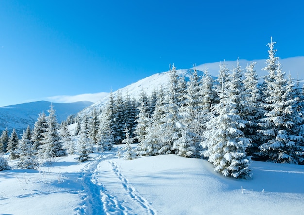 Ochtend winter berglandschap met sparren op helling Karpaten, Oekraïne.