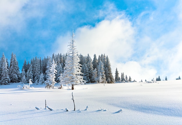 Ochtend winter rustig berglandschap met prachtige sparren op helling (Kukol Mount, Karpaten, Oekraïne)