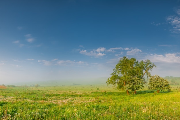 Ochtend zomer weide met paardebloem