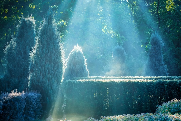 Ochtend zomerpark De zonnestralen schijnen door de mist