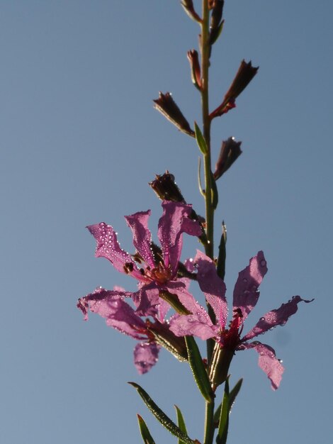 ochtenddauw op de bloemen van Lythrum salicaria