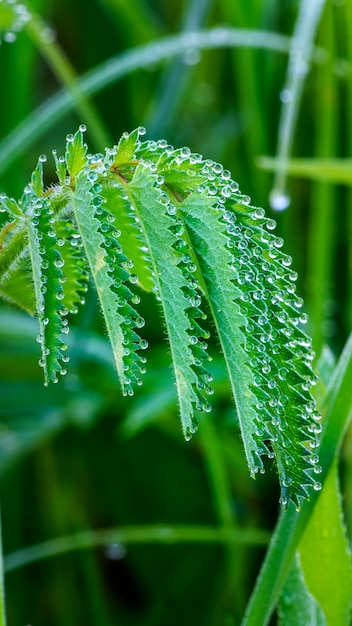 Ochtenddauw op groen blad