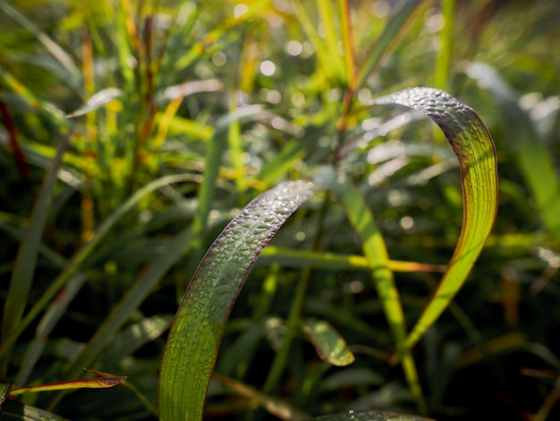 Ochtenddauw op groene bladeren