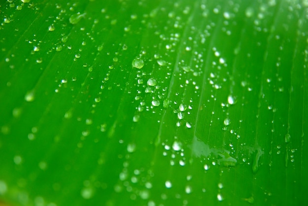 Ochtenddauw op groene bladeren