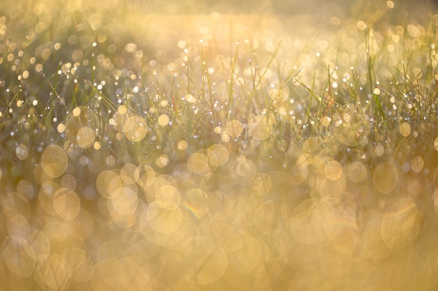 ochtenddauw op het gras in het zonlicht.