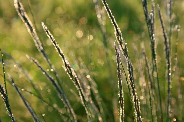 Foto ochtenddauw op het gras