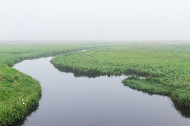 Ochtendlandschap een moerassige weide met weelderig gras langs de oevers van de rivier is verborgen door mist