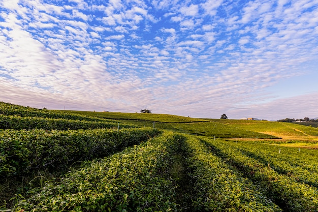 Ochtendlicht in Choui Fong Green Tea Plantation, een van de prachtige agrarische toeristische plekken in het district Mae Chan