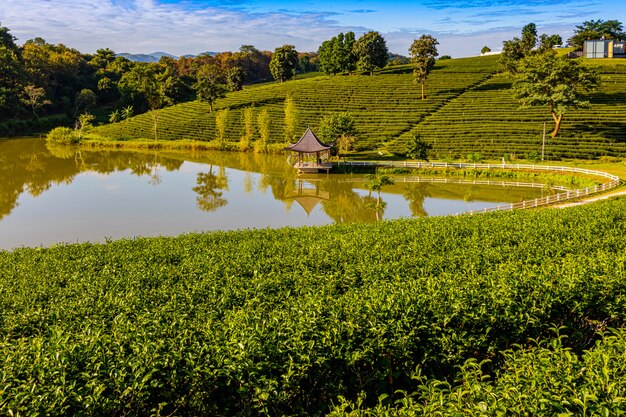 Ochtendlicht in Choui Fong Green Tea Plantation, een van de prachtige agrarische toeristische plekken in het district Mae Chan