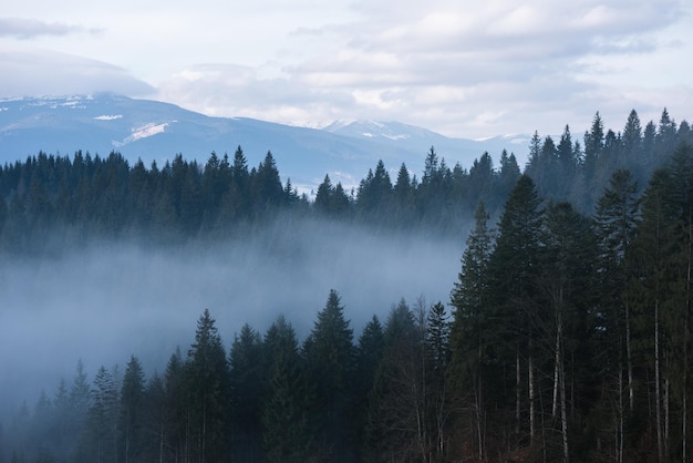 Ochtendmist in de bergen. Lentelandschap met sparrenbos