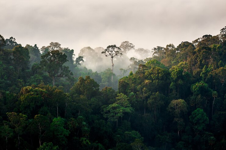 ochtendmist in dicht tropisch regenwoud, kaengrachan, Thailand