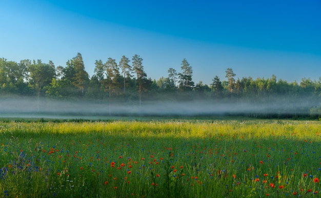 Ochtendmist met zonnestraal over het bloemenveld