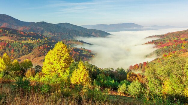 Ochtendmist over de vallei tussen de bergen in het zonlicht Mist en prachtige natuur van de Karpaten beelden Oekraïne