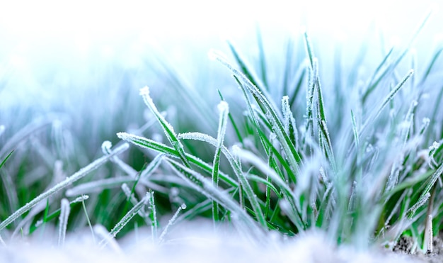 Ochtendvorst op het gras. Rijp op wintertarwegewassen. Schade aan gewassen door vroege vorst. Herfst of lente achtergrond.