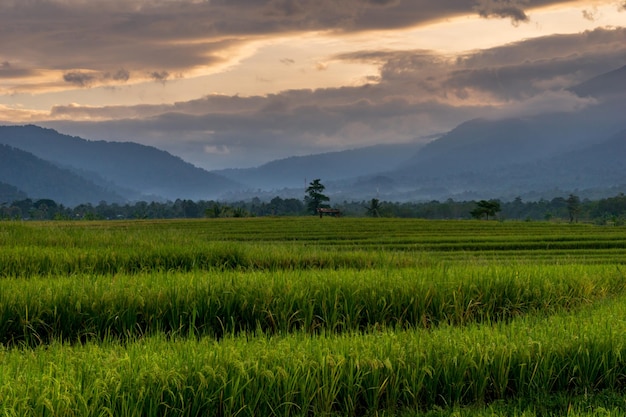 Ochtendzicht op de weg in de groene en weelderige rijstvelden en bergen van Indonesië in de ochtend