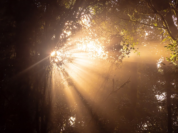 Ochtendzon die door het bos glanst