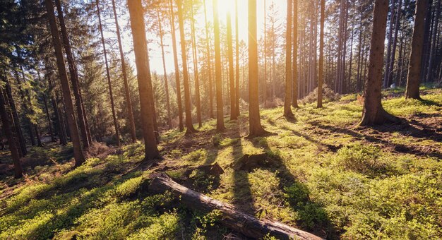 Ochtendzon in het bos