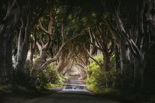 Ochtendzonlicht in beukensteeg the dark hedges county antrim in noord-ierland, vk